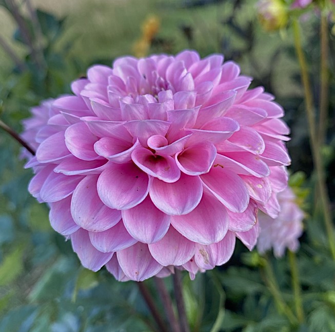 Dahlia Wizard of Oz